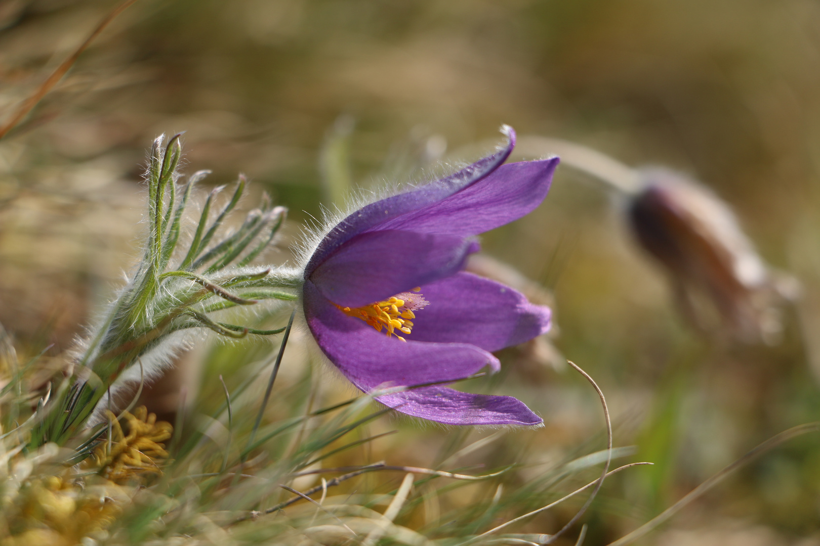 Küchenschelle beim Altmühltal