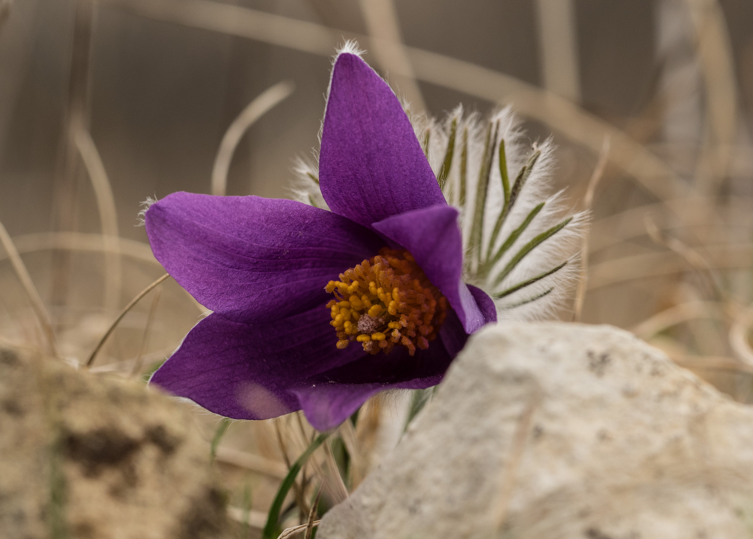 Küchenschelle, Einzelblüte