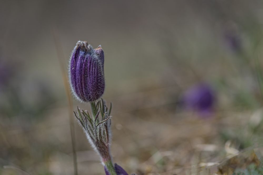 Küchenschelle