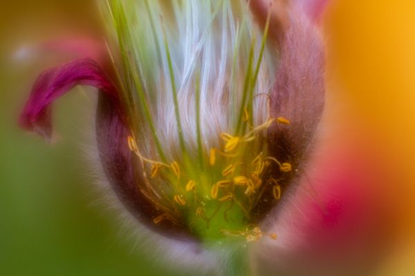 Küchenschelle Fruchtstand