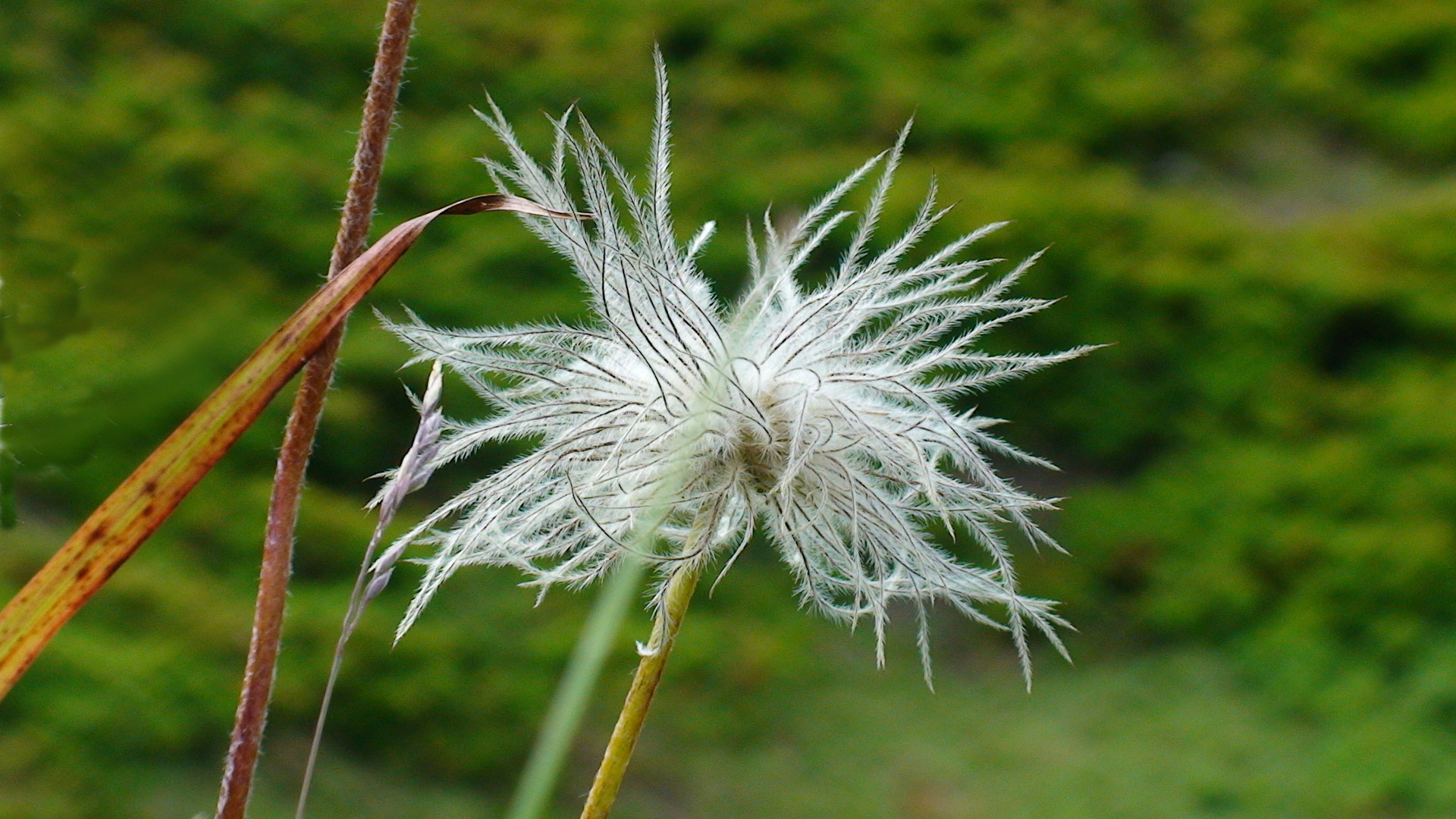 Küchenschelle (Fruchtstand)