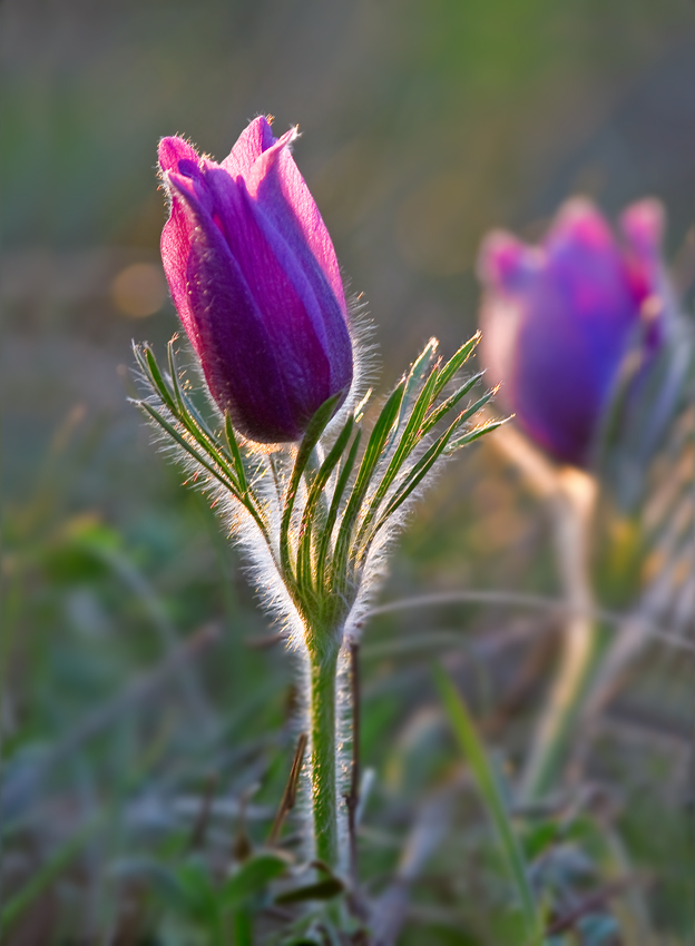 Küchenschelle im Abendlicht