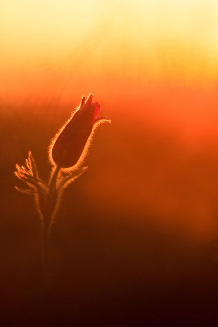 Küchenschelle im Abendlicht