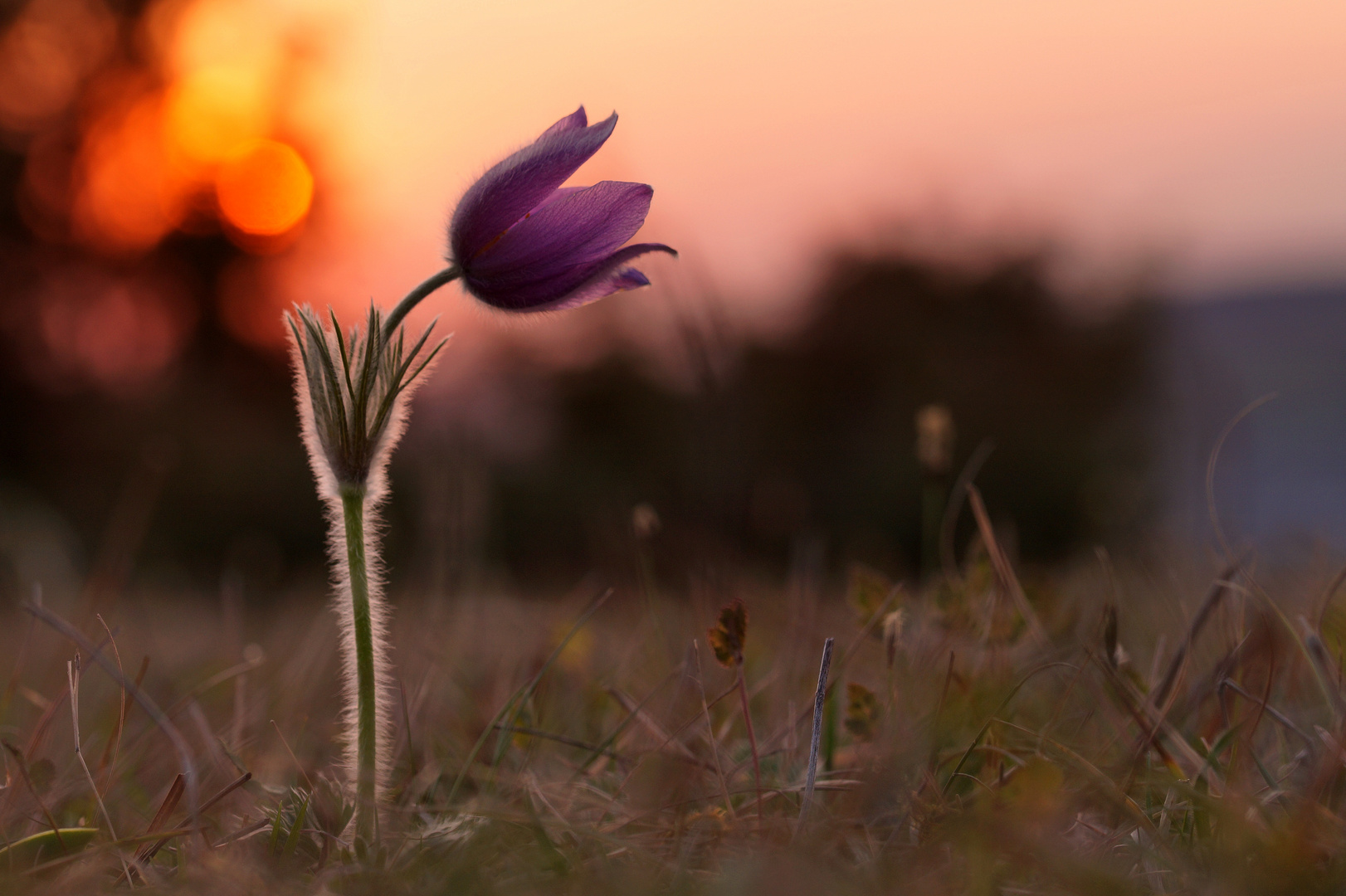 Küchenschelle im Abendlicht.