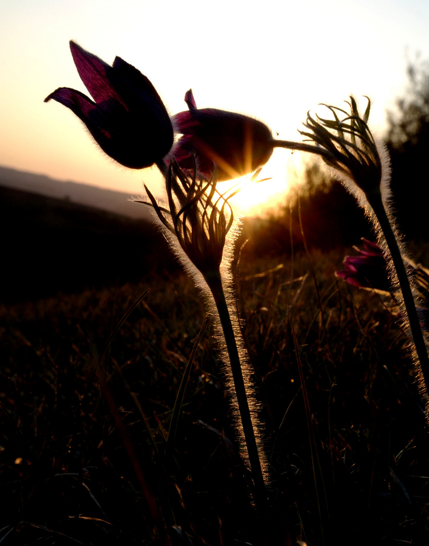 Küchenschelle im Abendlicht