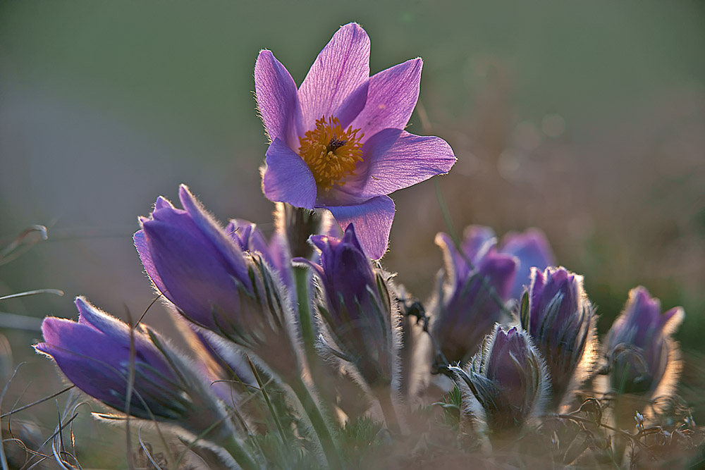 Küchenschelle im Abendlicht