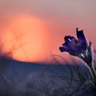 Küchenschelle im Abendlicht