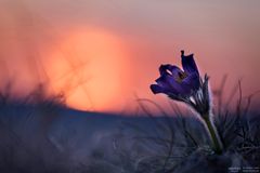 Küchenschelle im Abendlicht