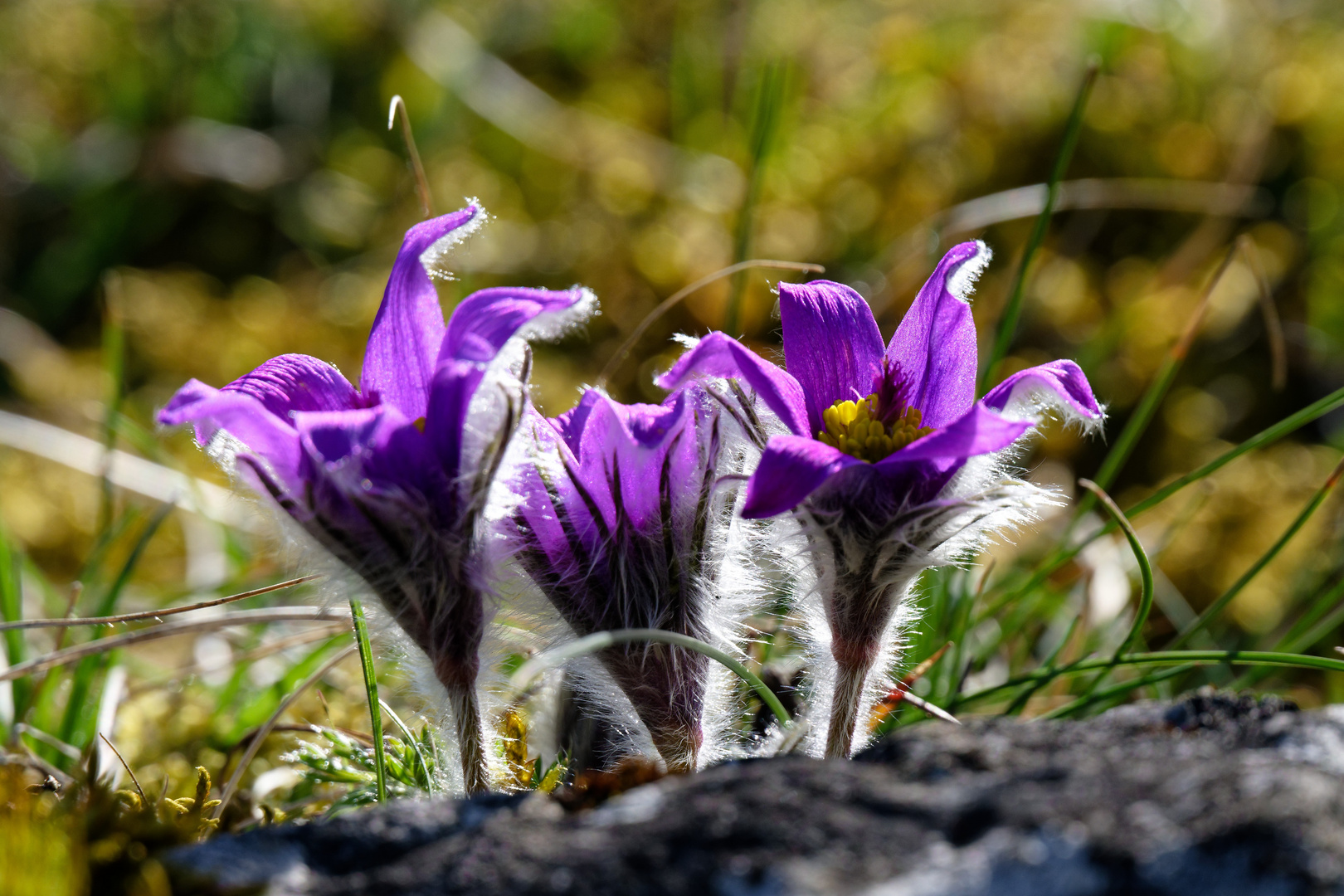 Küchenschelle im Altmühltal