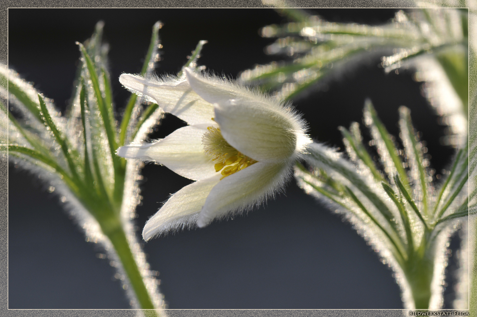 Küchenschelle im Garten