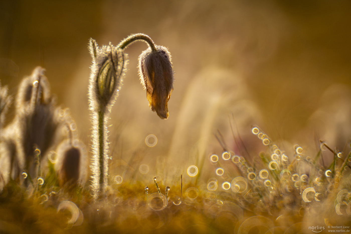 Küchenschelle im Gegenlicht