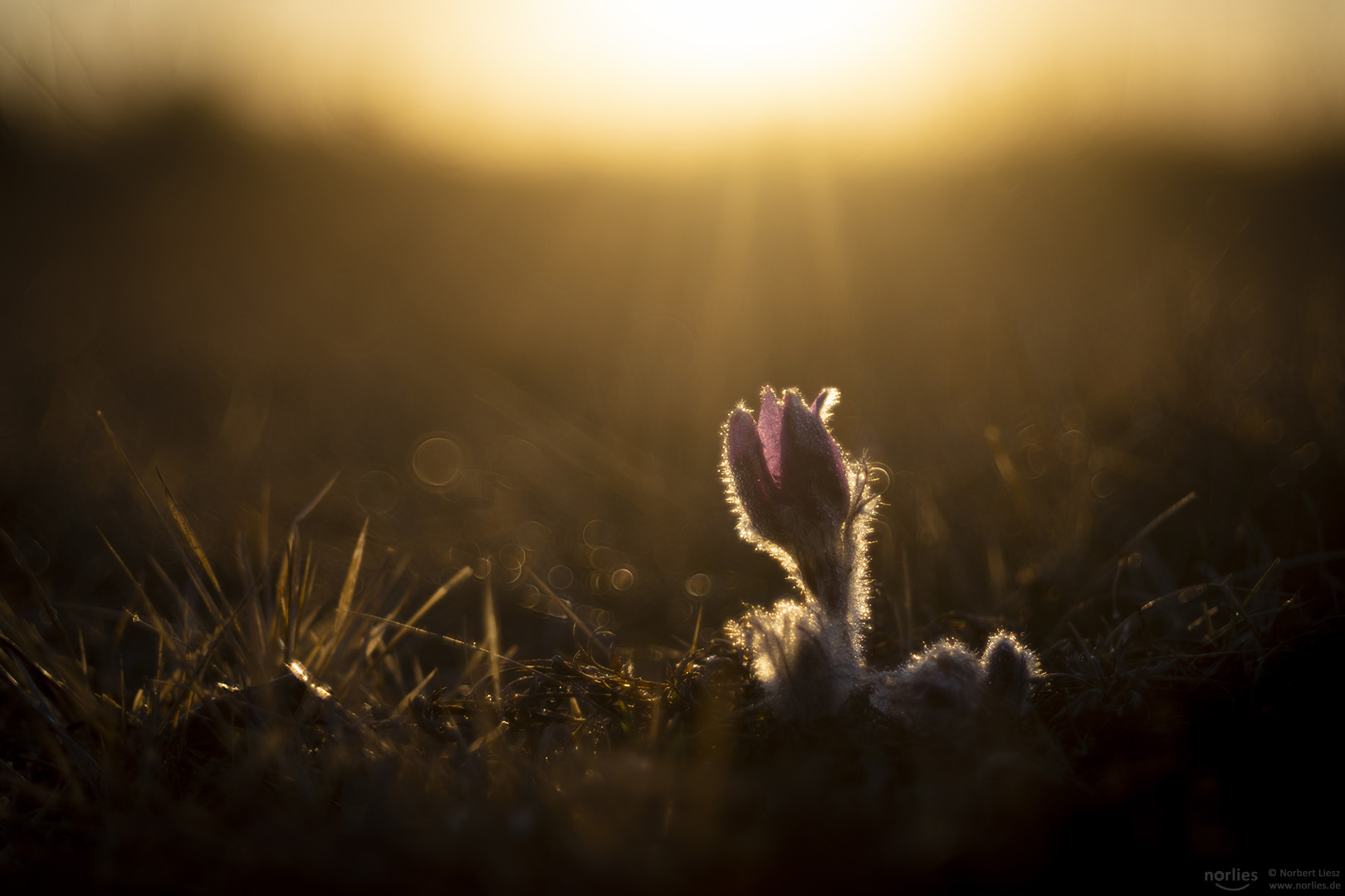 Küchenschelle im Licht