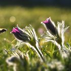 Küchenschelle im Licht