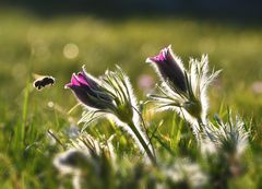 Küchenschelle im Licht