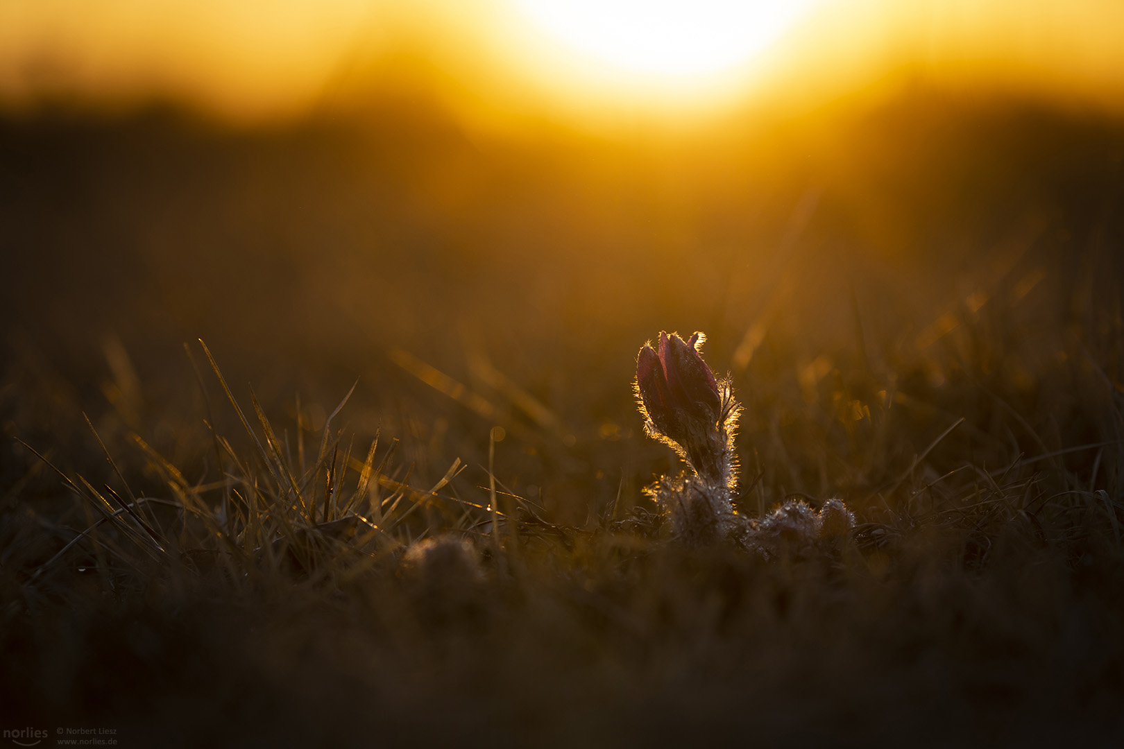 Küchenschelle im Licht