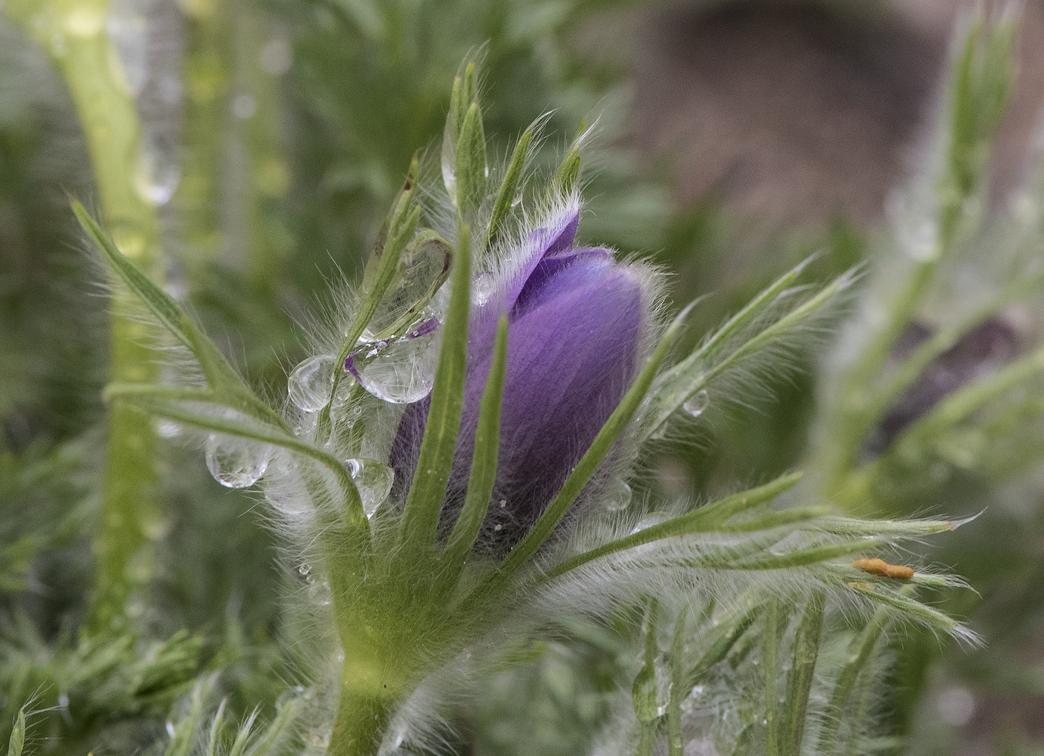 Küchenschelle im Regen