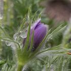 Küchenschelle im Regen