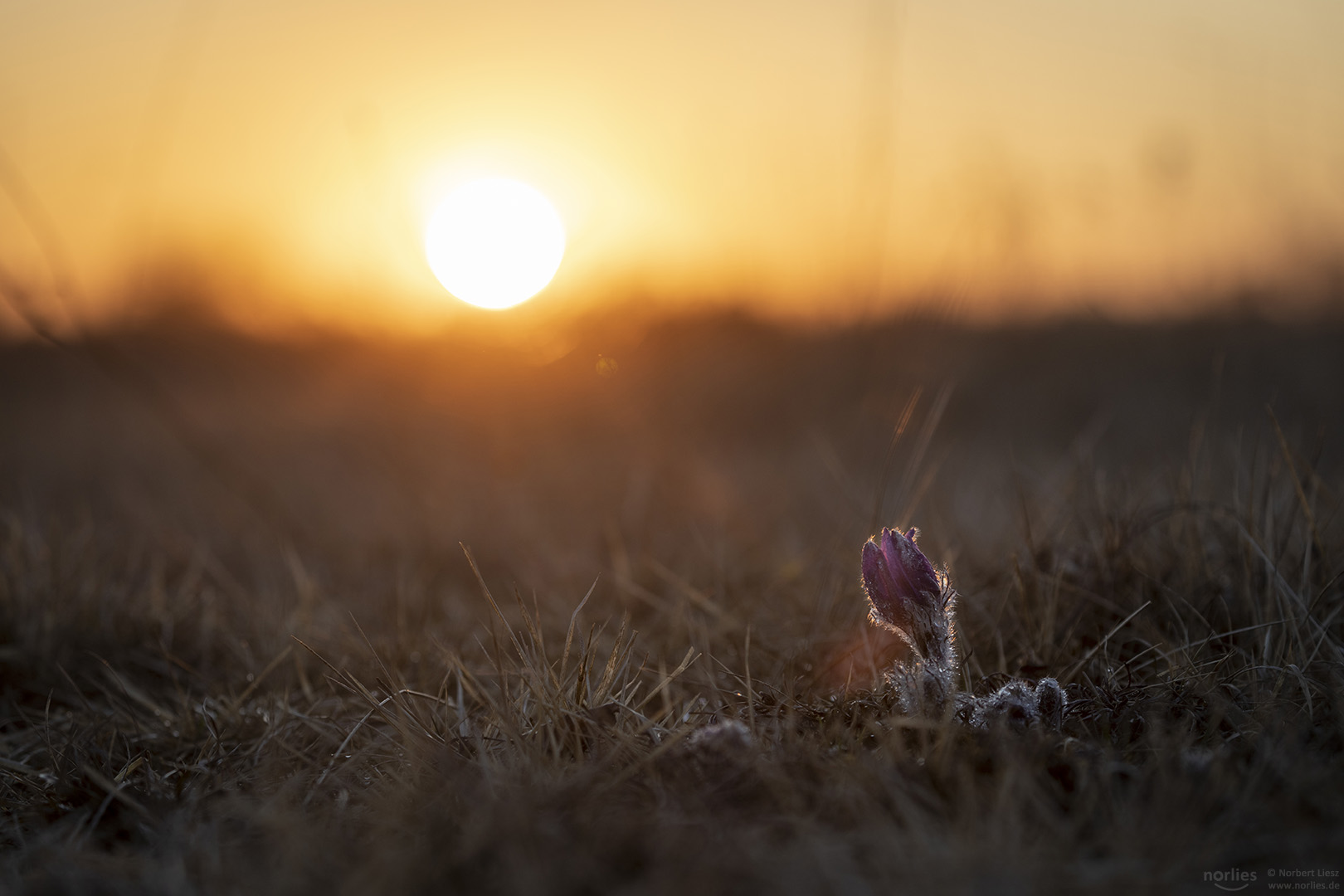 Küchenschelle im Sonnenlicht