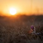 Küchenschelle im Sonnenlicht