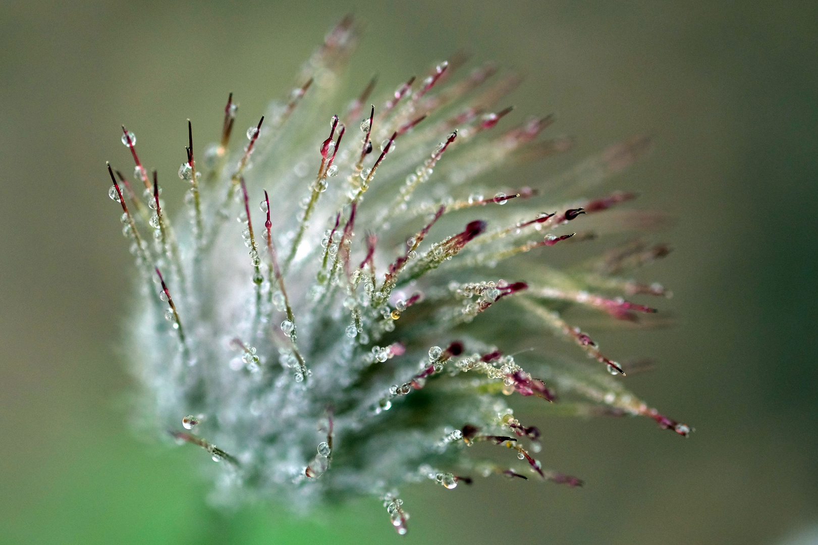 Küchenschelle im Tau nach der Blüte