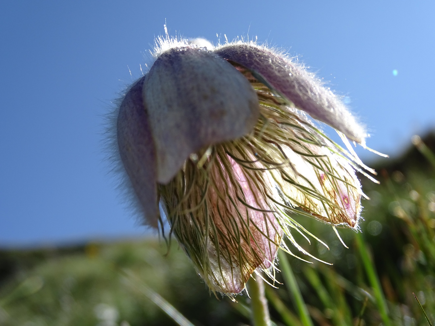 Küchenschelle in der Morgensonne