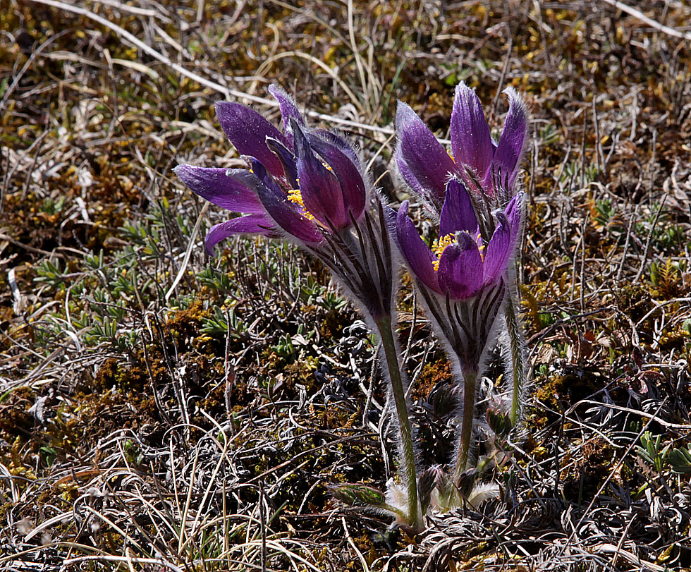 Küchenschelle / Kuhschelle