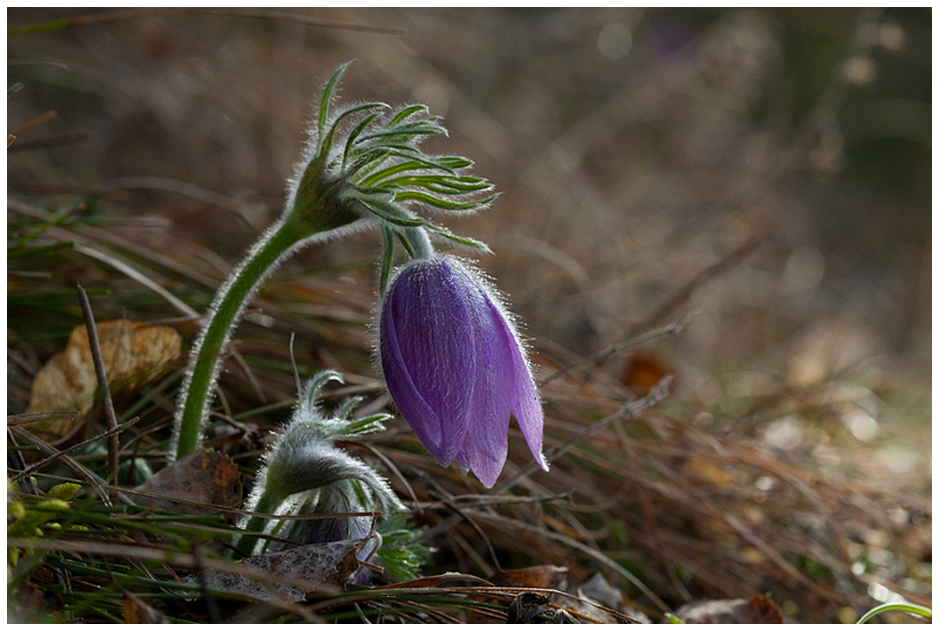 Küchenschelle (Kuhschelle) zu Ostern!