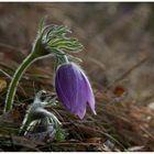 Küchenschelle (Kuhschelle) zu Ostern!