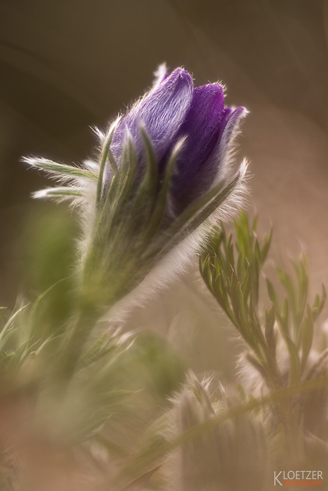 Küchenschelle - Kuschelblume