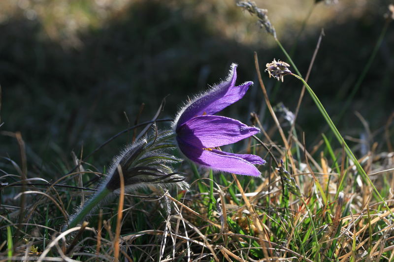 Küchenschelle Lampertstal