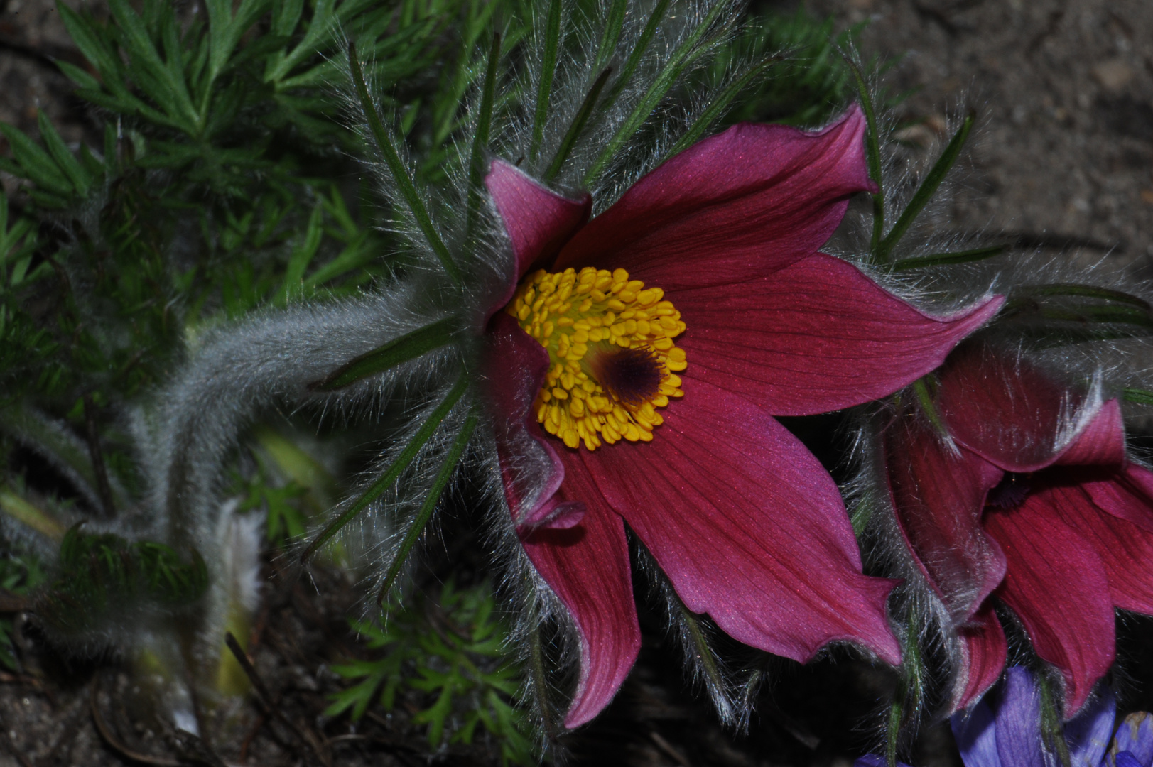 Küchenschelle, Makro