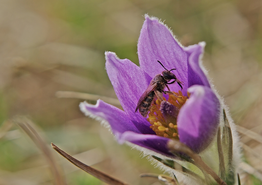 Küchenschelle mit Besuch