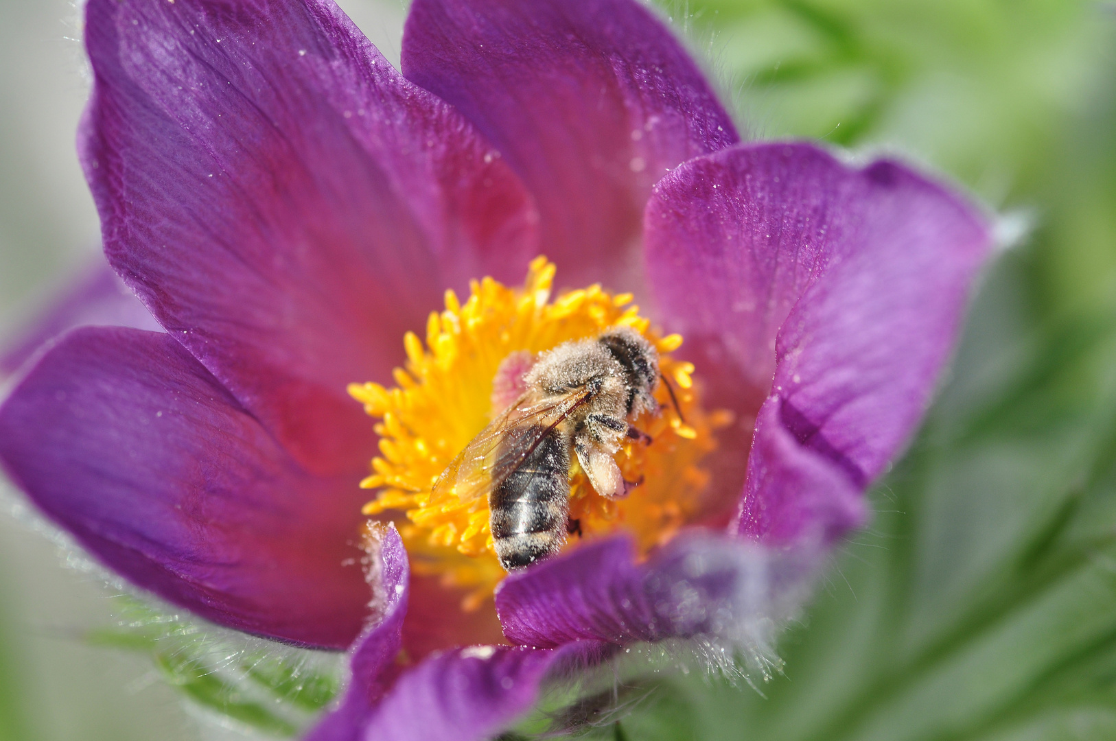 Küchenschelle mit Besuch