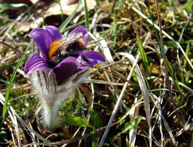 Küchenschelle mit Hausbesuch