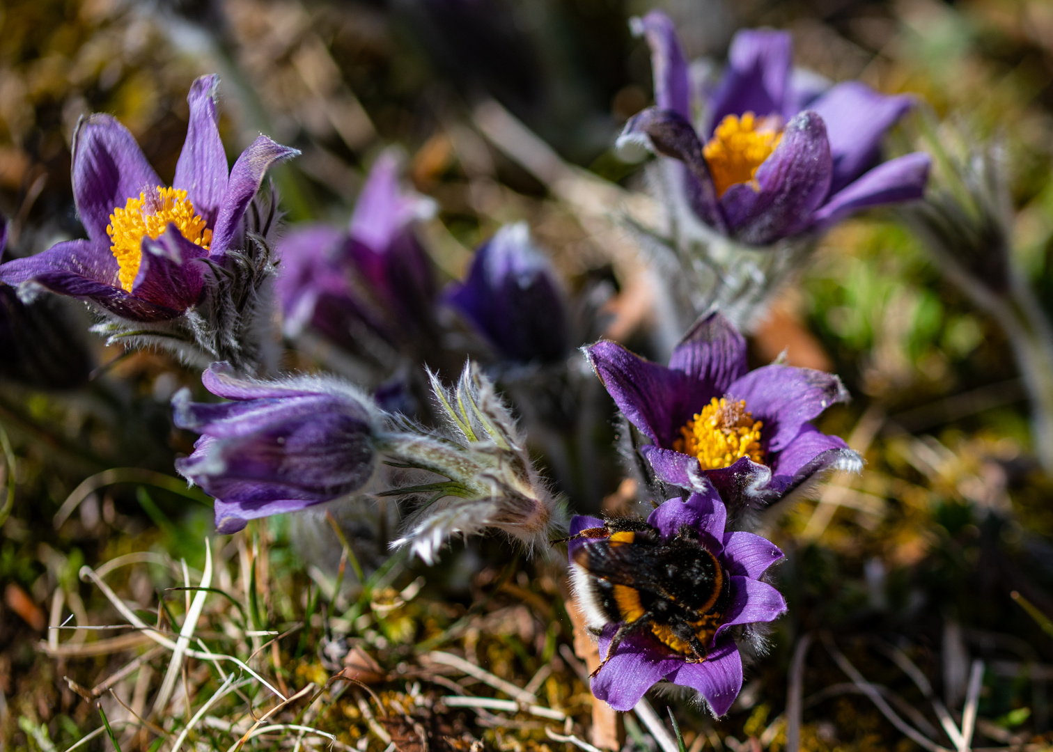 Küchenschelle mit Hummel