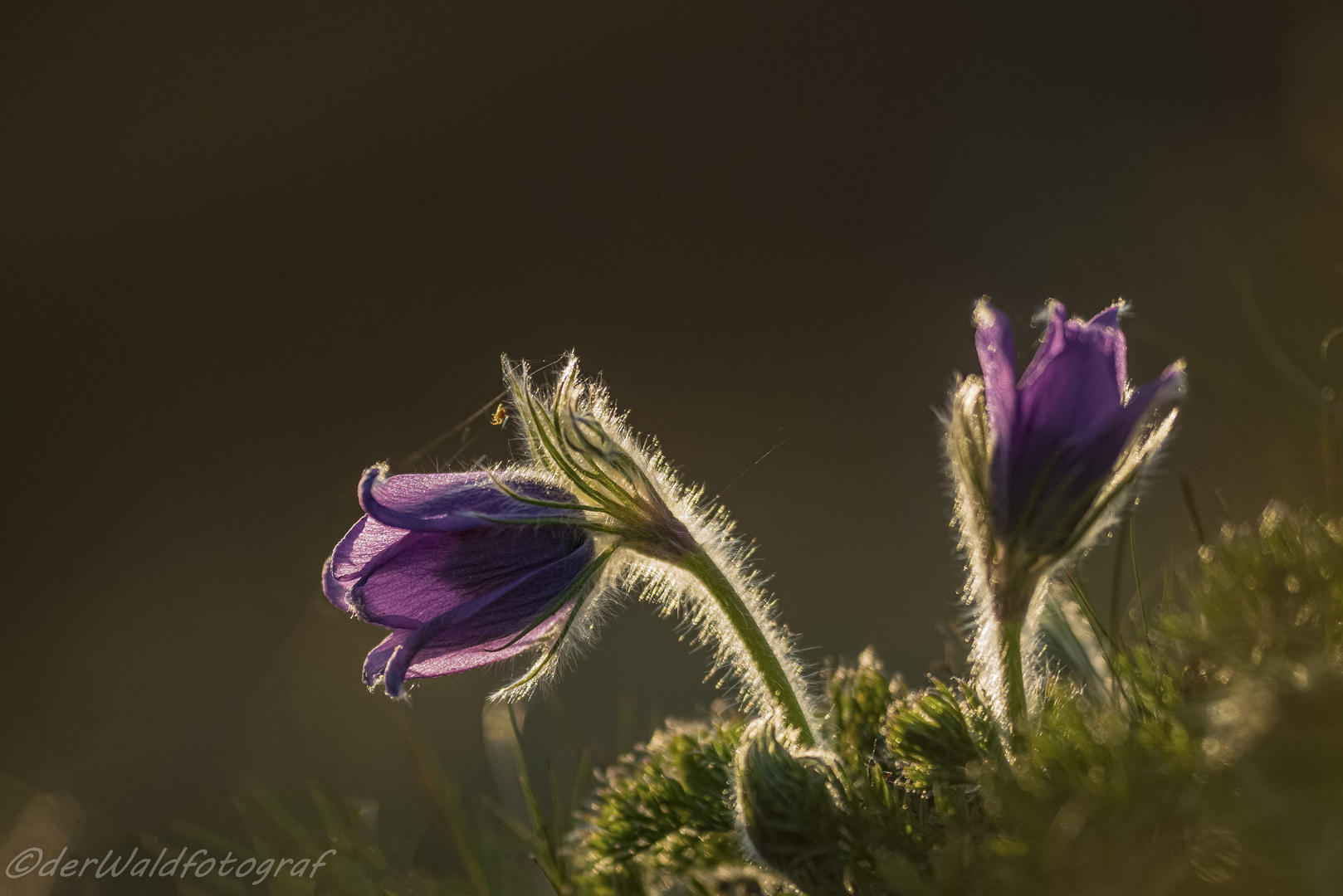 Küchenschelle nach Sonnenaufgang