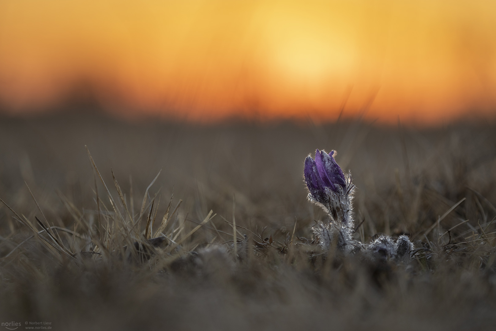 Küchenschelle nach Sonnenuntergang