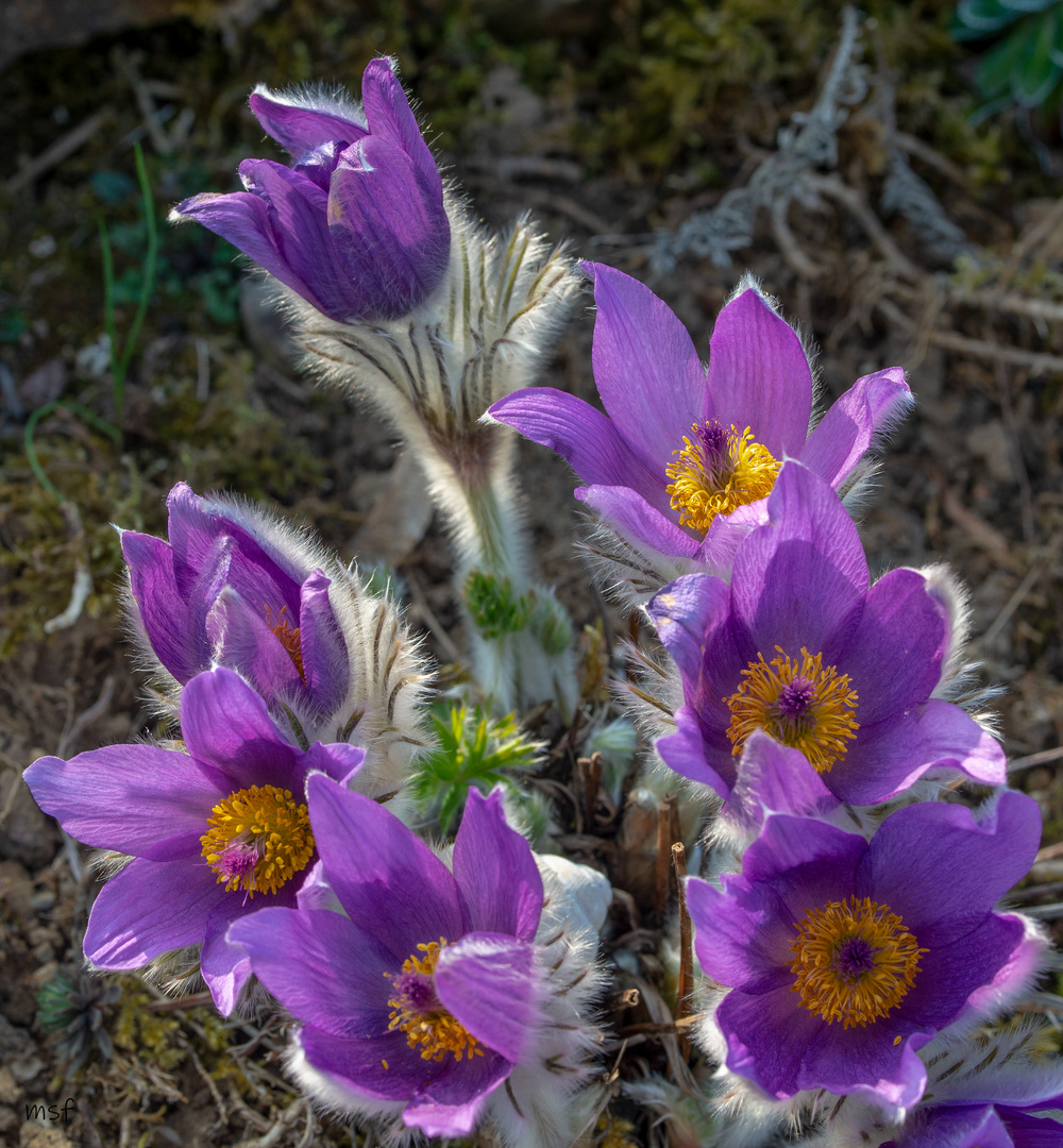 Küchenschelle oder auch bekannt unter Pulsatilla vulgaris