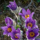 Küchenschelle oder auch bekannt unter Pulsatilla vulgaris