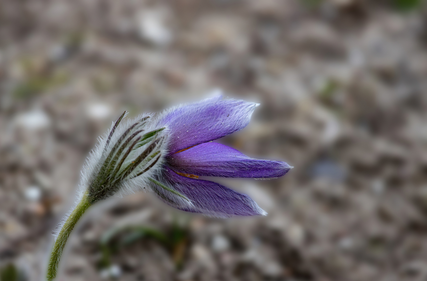 Küchenschelle (Pulsatilla)