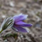 Küchenschelle (Pulsatilla)