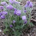 Küchenschelle (Pulsatilla)