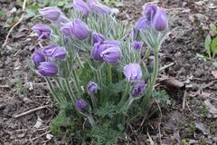 Küchenschelle (Pulsatilla)