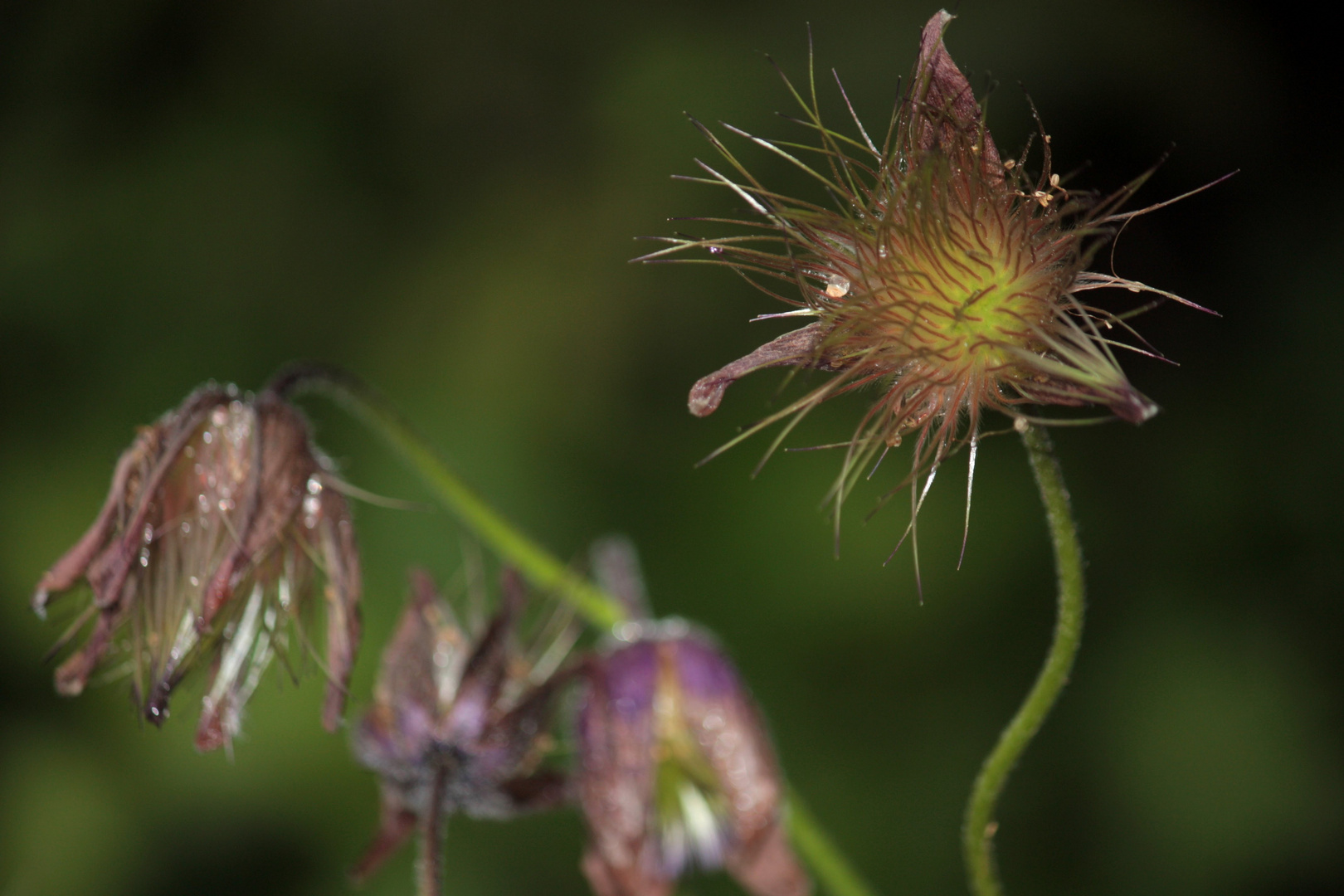 Küchenschelle  - Pulsatilla