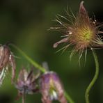 Küchenschelle  - Pulsatilla