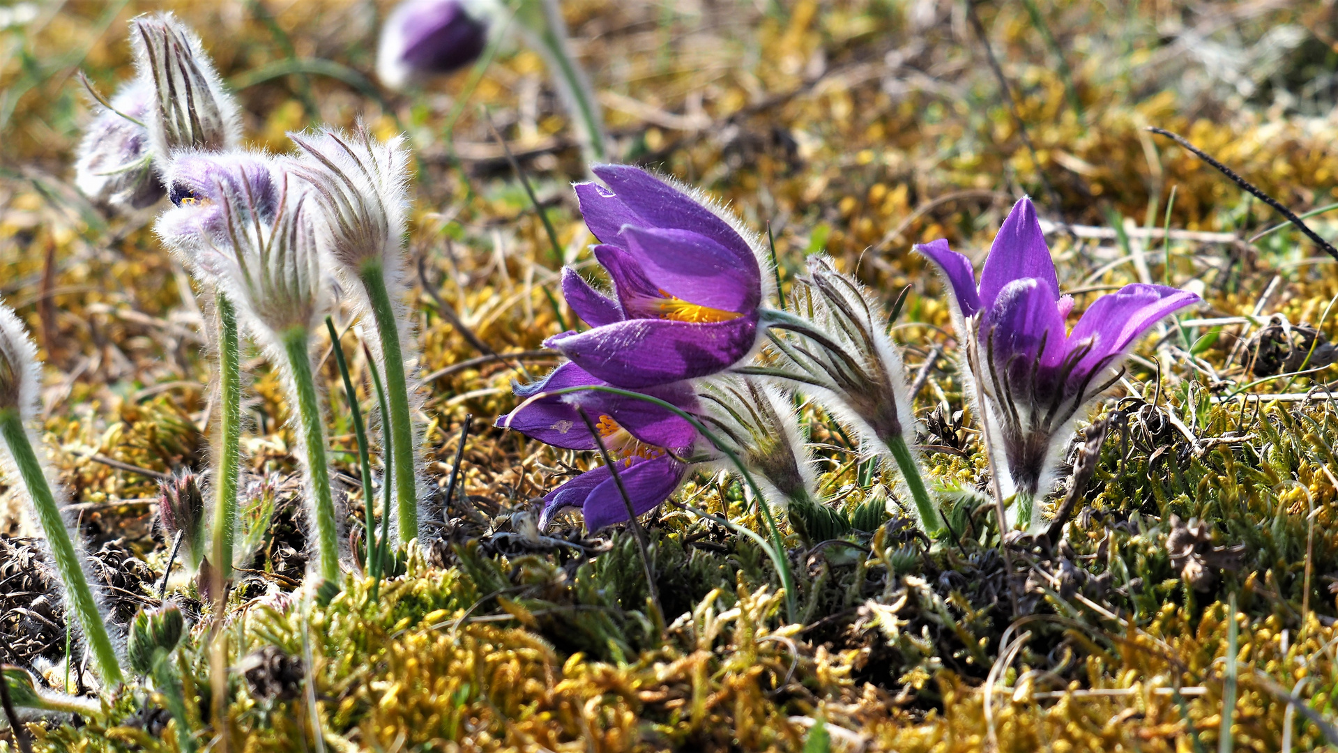 Küchenschelle - Pulsatilla