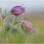 küchenschelle (pulsatilla) .....