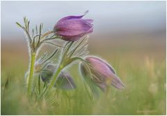 küchenschelle (pulsatilla) .....