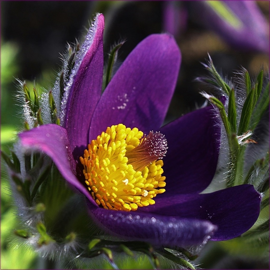 "Küchenschelle ( Pulsatilla )