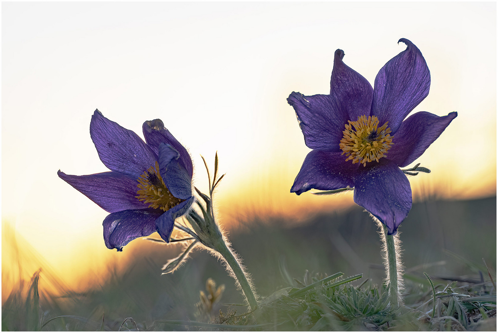 küchenschelle (pulsatilla) ....